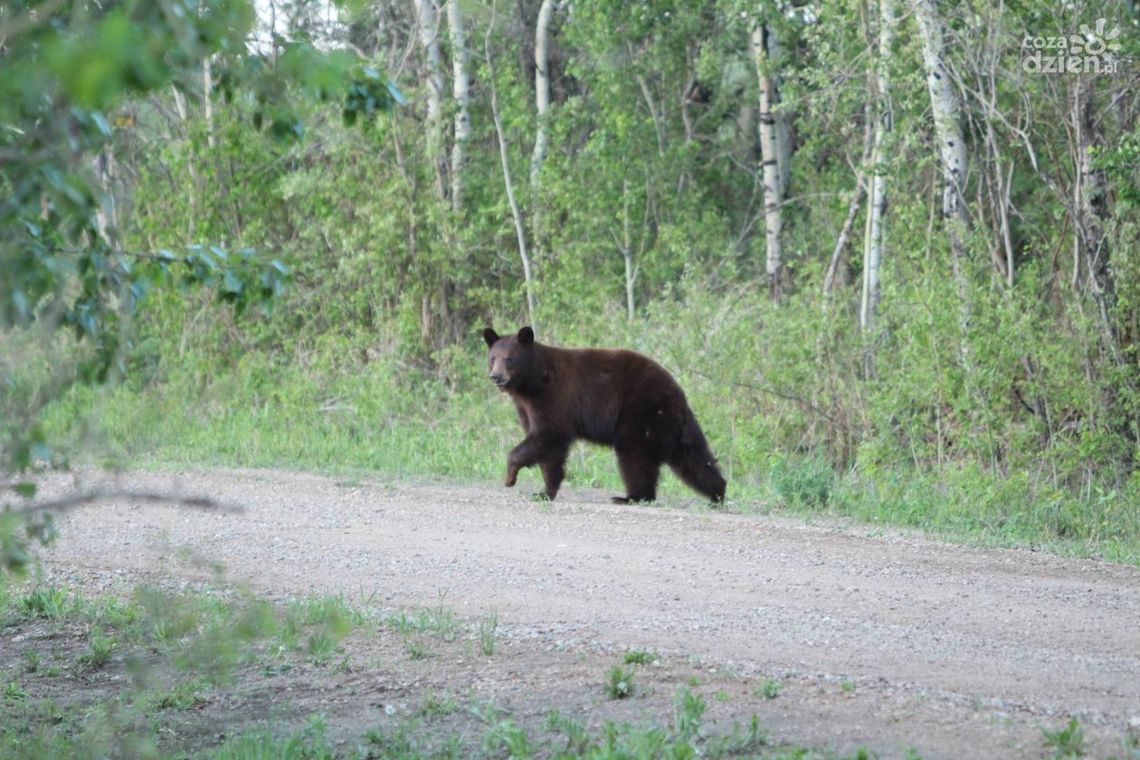 Niedźwiedź w ostrowieckich lasach Niedźwiedź w ostrowieckich lasach