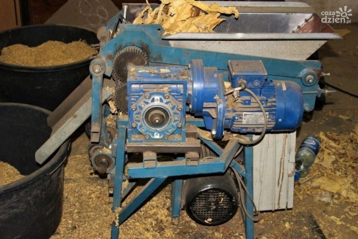 Nielegalna produkcja tytoniu przerwana Nielegalna produkcja tytoniu przerwana