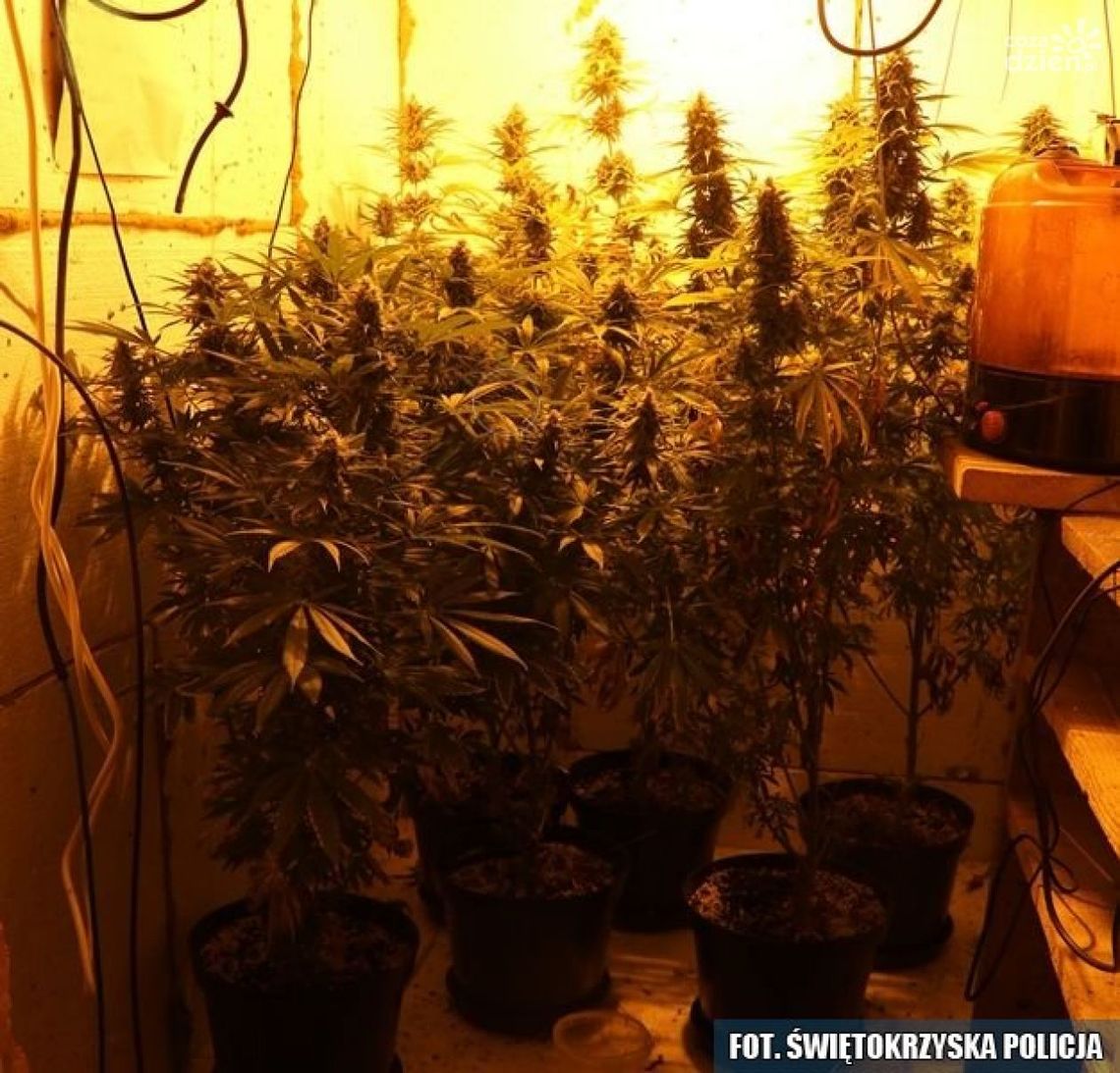 Nielegalna uprawa konopi indyjskich ujawniona w miejscowości Secemin Nielegalna uprawa konopi indyjskich ujawniona w miejscowości Secemin