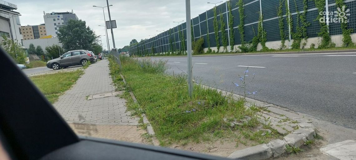 Nieskoszona trawa w Kielcach, kierowcy marudzą, miasto uspokaja Nieskoszona trawa w Kielcach, kierowcy marudzą, miasto uspokaja