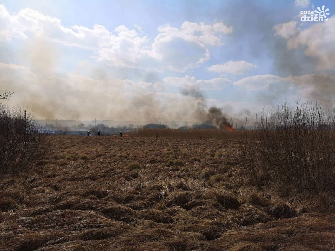 Niesławny sezon wypalania traw rozpoczęty