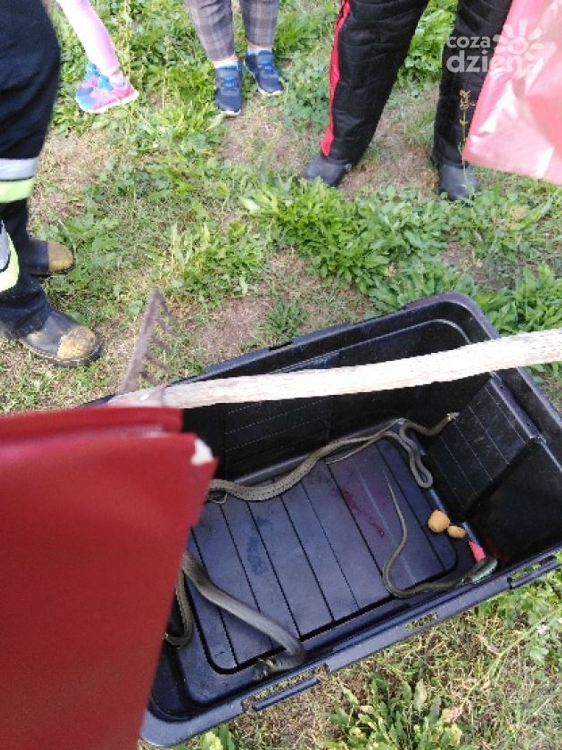 Nietypowa akcja ostrowieckich strażaków