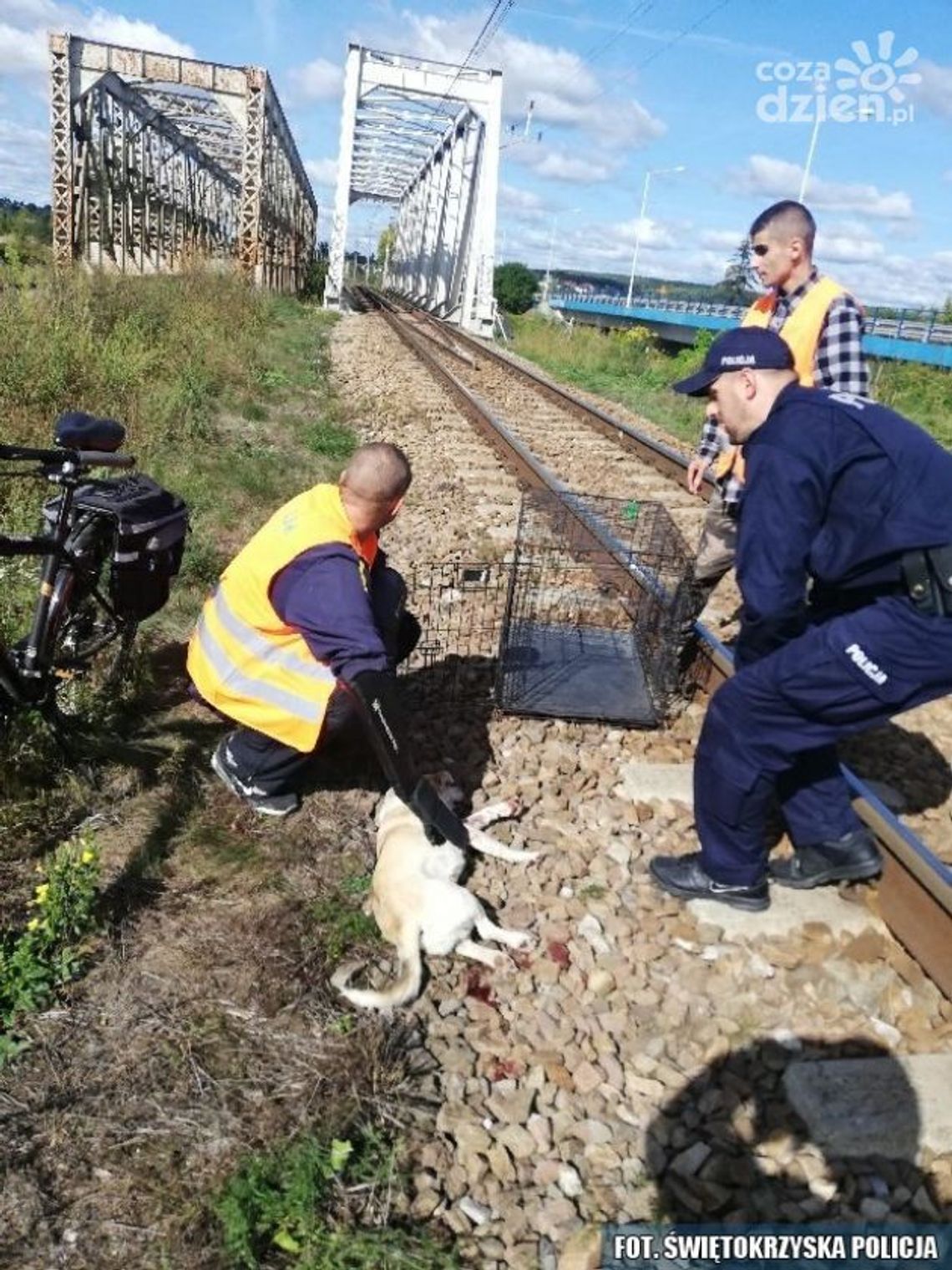 Nietypowa akcja policjantów - uratowali rannego psa
