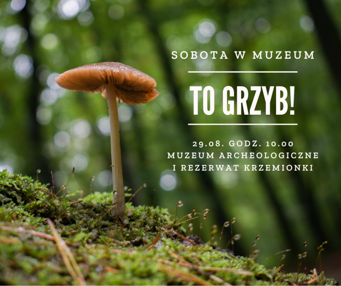 Nietypowe grzybobranie w Krzemionkach