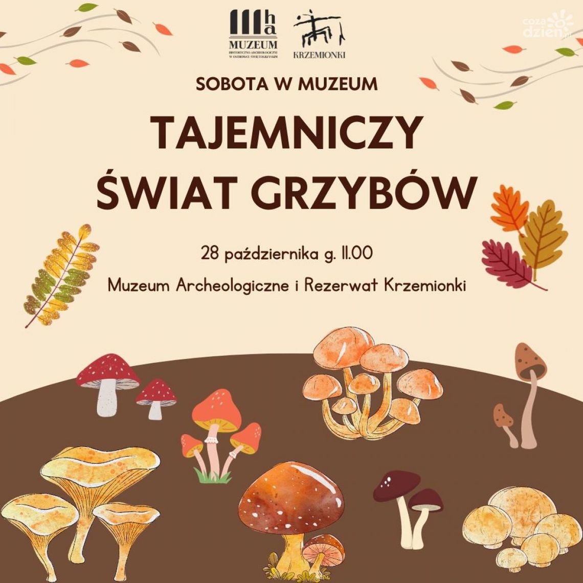 Nietypowe grzybobranie w rezerwacie Krzemionki