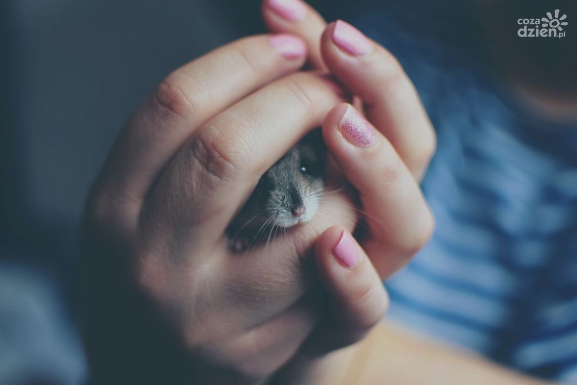 Niezbędne akcesoria dla gryzoni - o tym trzeba pamiętać Niezbędne akcesoria dla gryzoni - o tym trzeba pamiętać