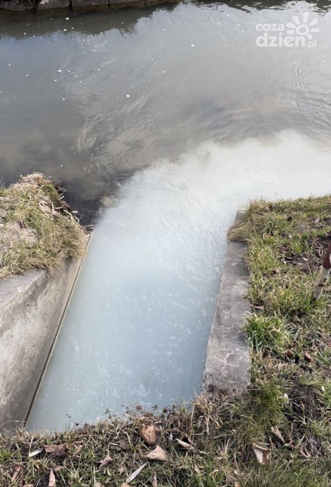 Nieznana substancja w rzece Silnica. Śnięte ryby Nieznana substancja w rzece Silnica. Śnięte ryby