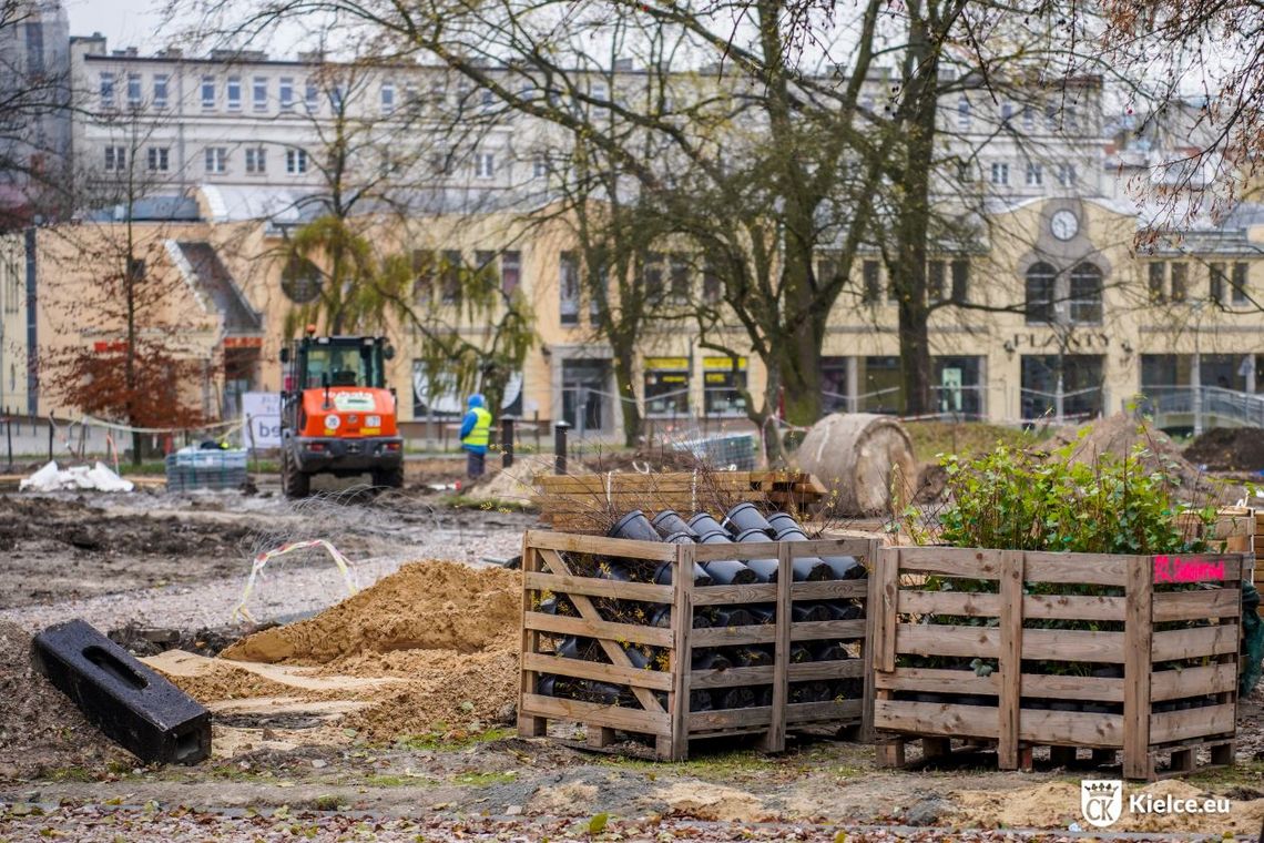 Nowe drzewa, tysiące krzewów i roślin na Rynku i Skwerze im. Ireny Sendlerowej
