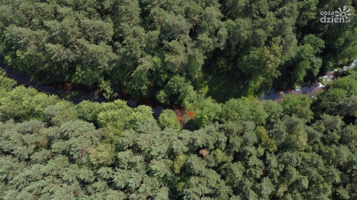 Nowe miejsce w województwie świętokrzyskim — powołano rezerwat przyrody „Papiernia” Nowe miejsce w województwie świętokrzyskim — powołano rezerwat przyrody „Papiernia”