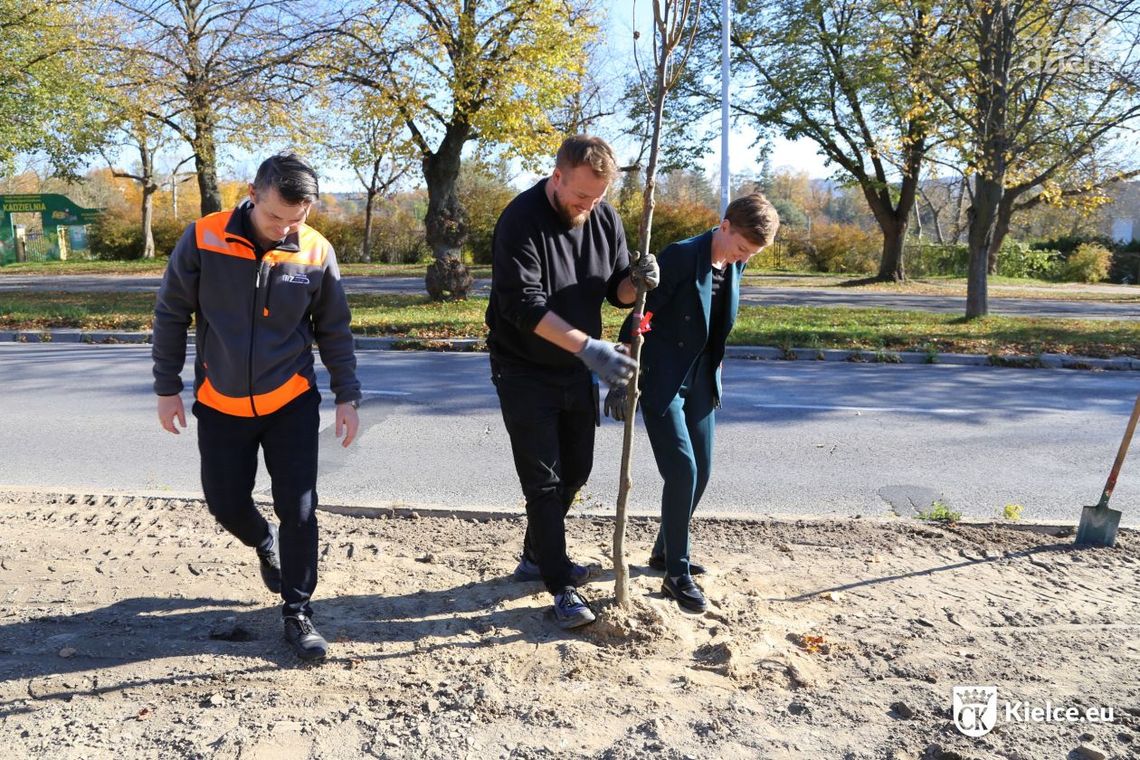 Nowe nasadzenia drzew w Kielcach Nowe nasadzenia drzew w Kielcach