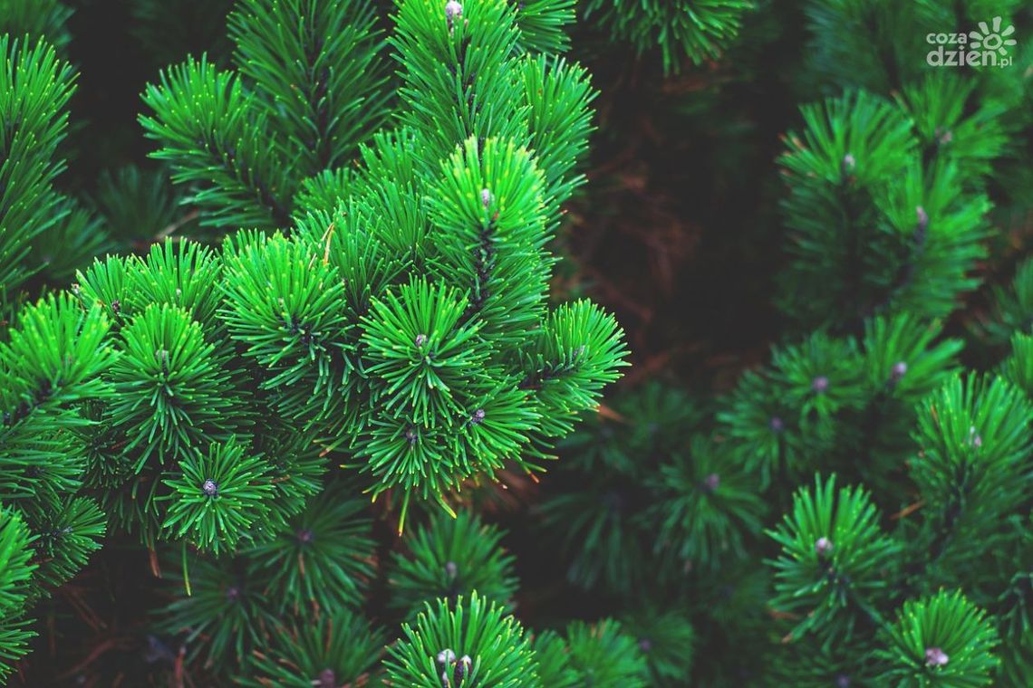 Ochrona przed mrozem a nawet drugie życie: Ogród Botaniczny wykorzysta świąteczne choinki Ochrona przed mrozem a nawet drugie życie: Ogród Botaniczny wykorzysta świąteczne choinki