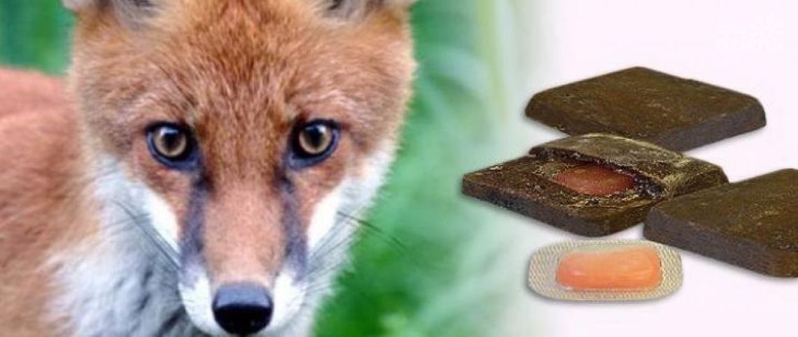 Od 18 września rozpoczną się szczepienia lisów przeciwko wściekliźnie Od 18 września rozpoczną się szczepienia lisów przeciwko wściekliźnie