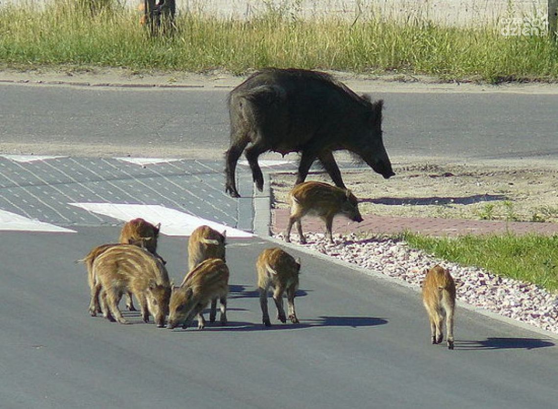 Ogniska ASF w lasach Nadleśnictwa Ostrowiec Ogniska ASF w lasach Nadleśnictwa Ostrowiec
