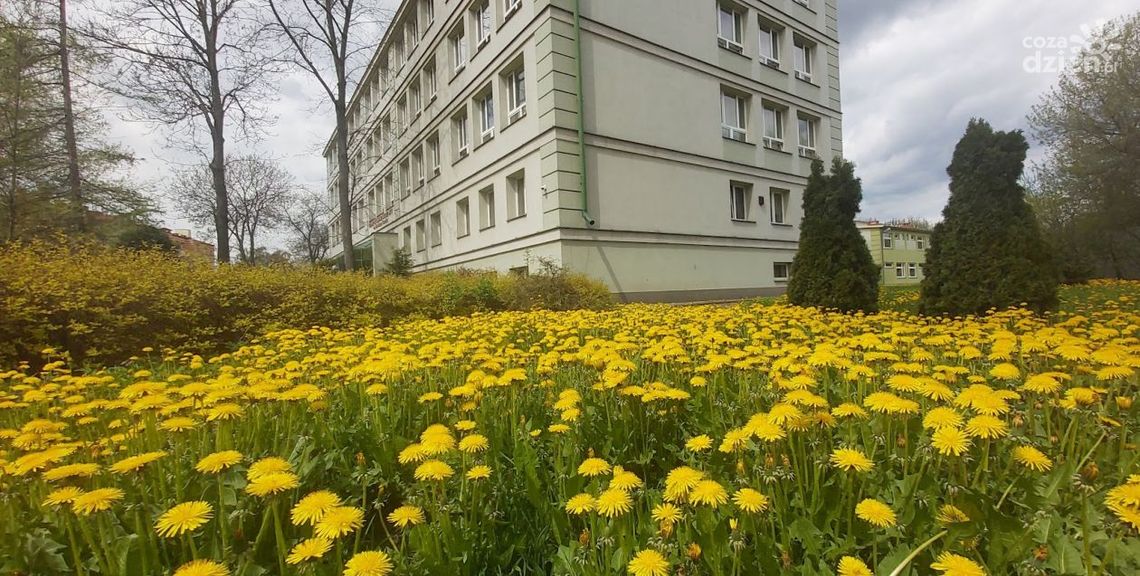 Ostrowieccy licealiści chcą bardziej dbać o środowisko Ostrowieccy licealiści chcą bardziej dbać o środowisko