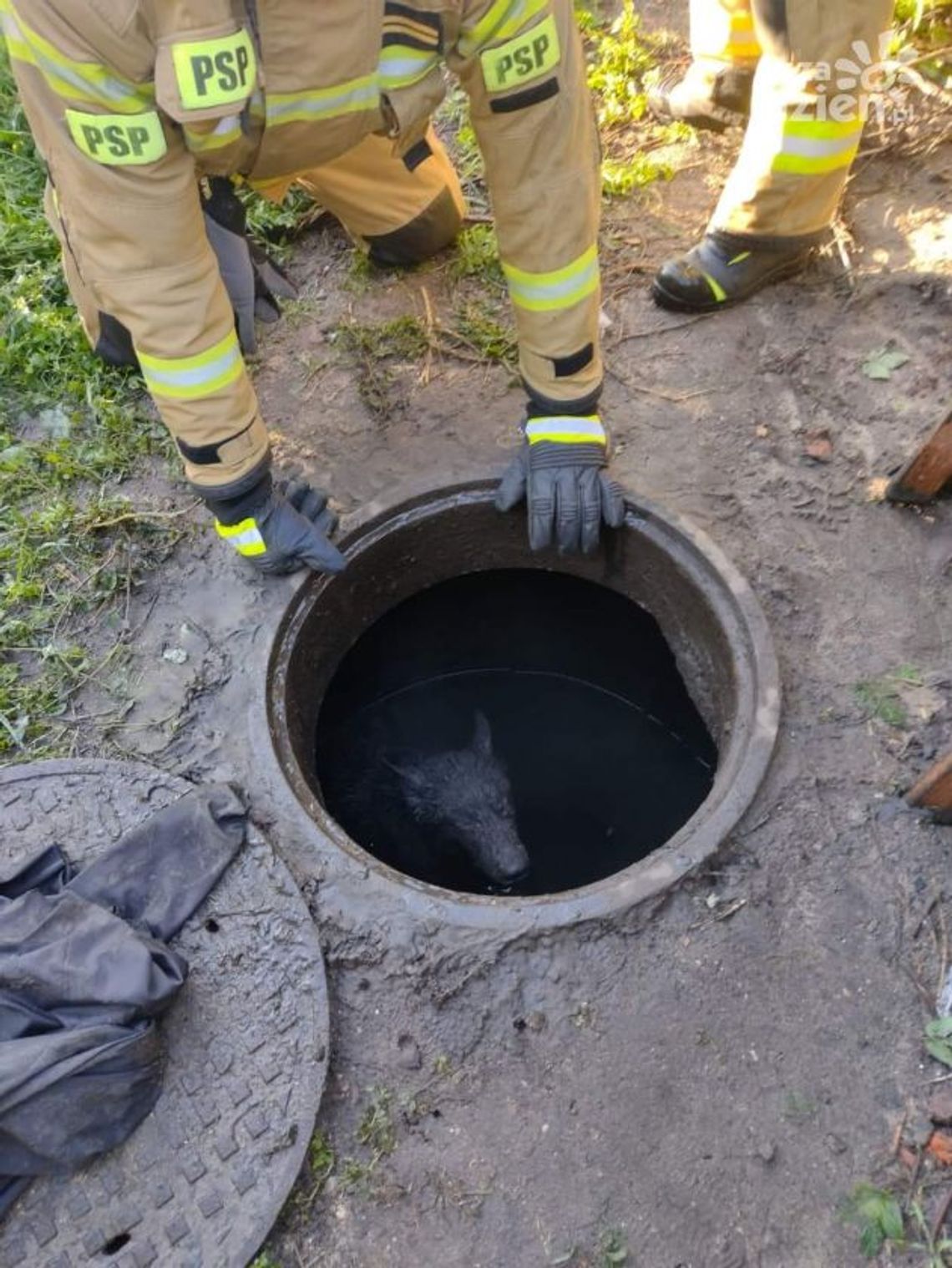 Ostrowieccy strażacy ratują też zwierzęta Ostrowieccy strażacy ratują też zwierzęta