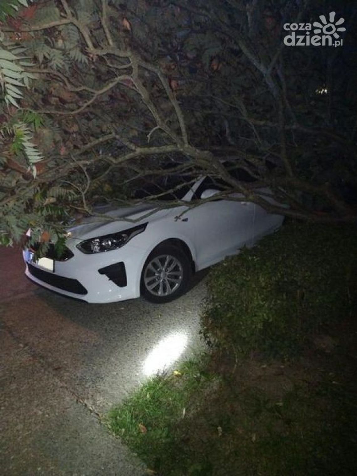 Ostrowieccy strażacy usuwali połamane silnym wiatrem drzewa Ostrowieccy strażacy usuwali połamane silnym wiatrem drzewa