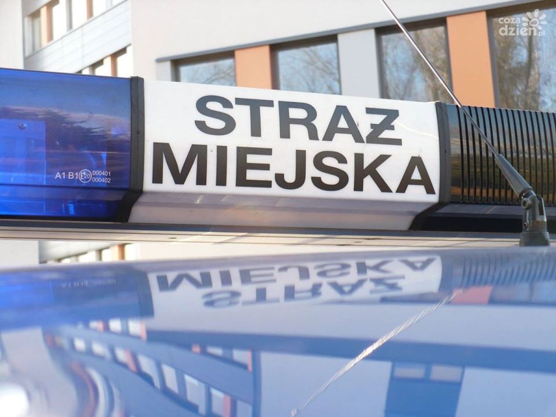 Ostrowiecka Straż Miejska będzie pomagać kierowcom we Wszystkich Świętych Ostrowiecka Straż Miejska będzie pomagać kierowcom we Wszystkich Świętych