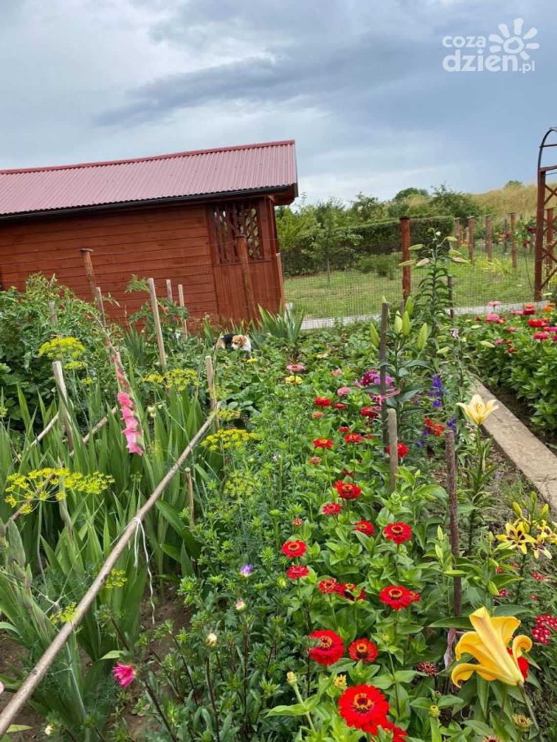 Ostrowieckie ogrody działkowe dostaną dofinansowanie z budżetu miasta Ostrowieckie ogrody działkowe dostaną dofinansowanie z budżetu miasta