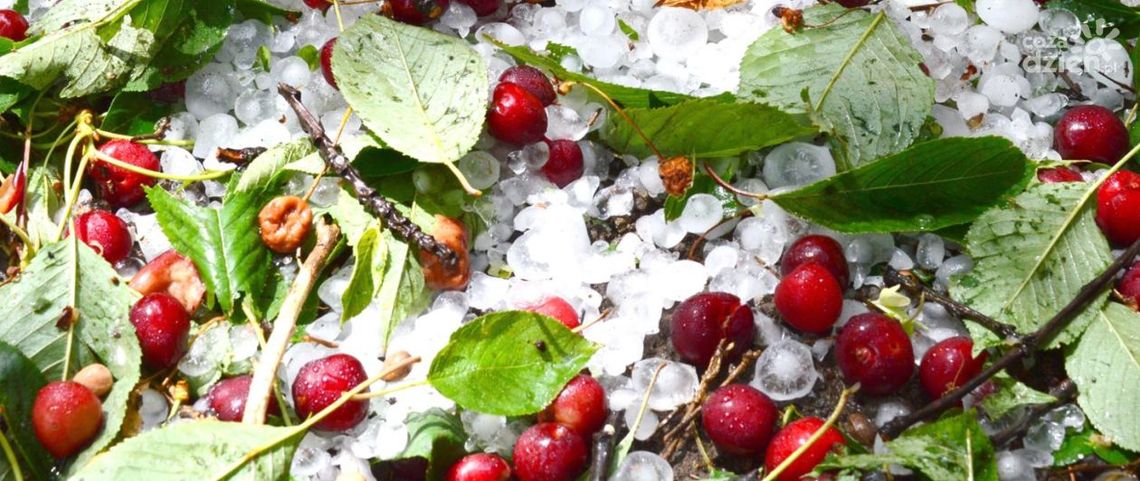 Ostrzeżenie meteorologiczne: przymrozki w województwie świętokrzyskim Ostrzeżenie meteorologiczne: przymrozki w województwie świętokrzyskim