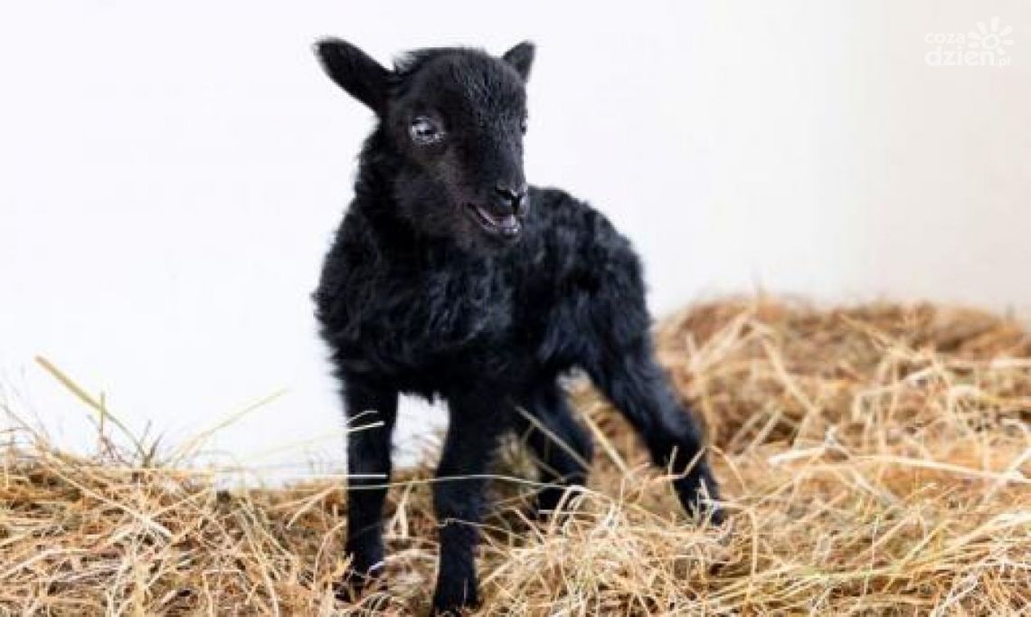 Owieczka potrzebuje imienia ! Owieczka potrzebuje imienia !