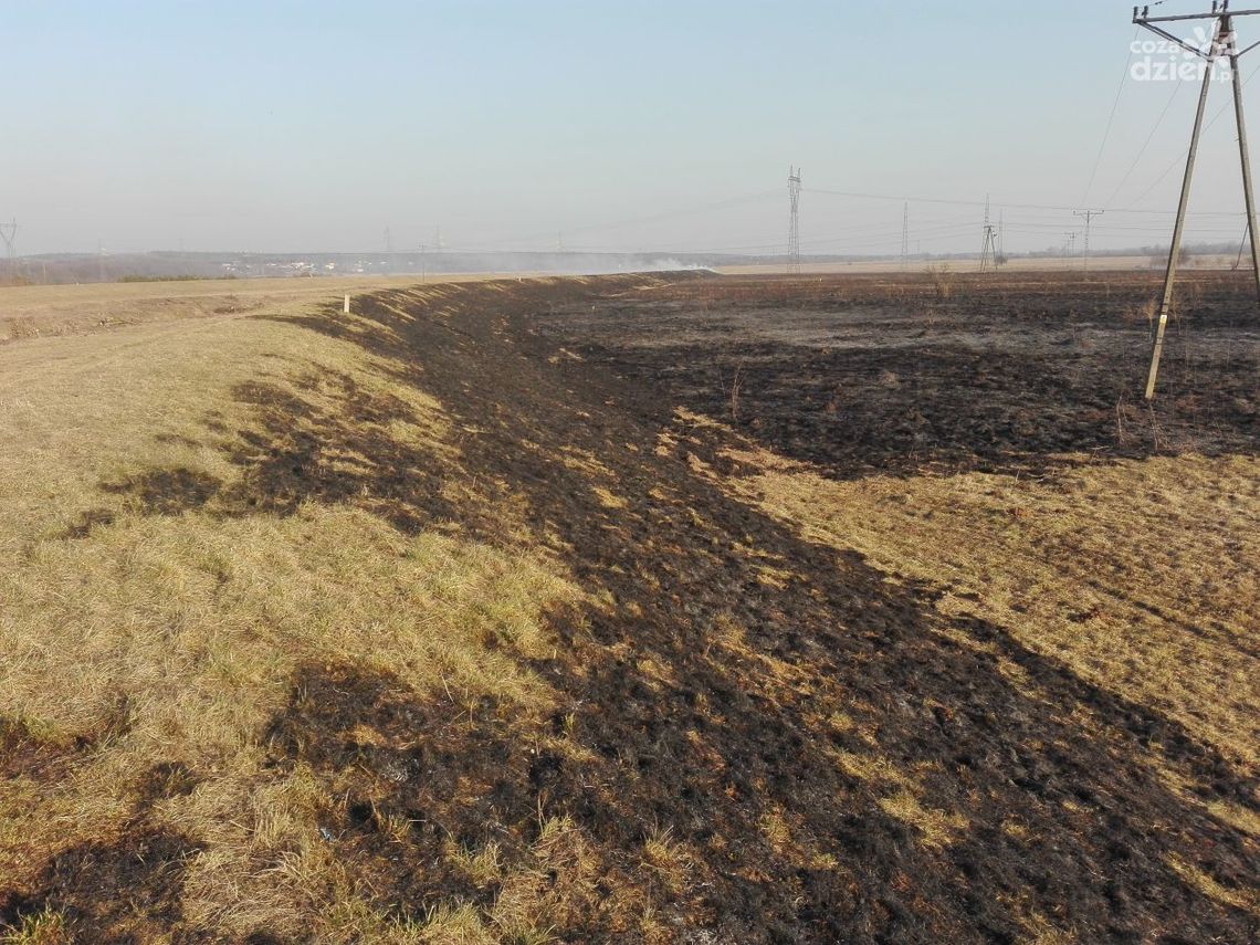 Palący problem - wypalanie traw Palący problem - wypalanie traw