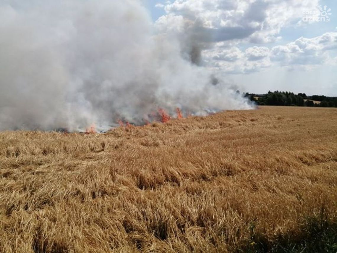 Paliło się zboże w Kosowicach. Paliło się zboże w Kosowicach.