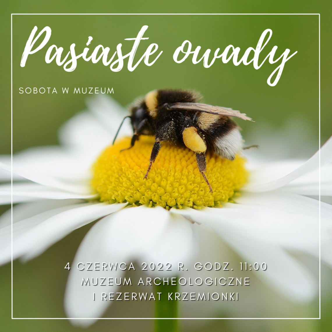 Pasy nie tylko w krzemieniu Pasy nie tylko w krzemieniu