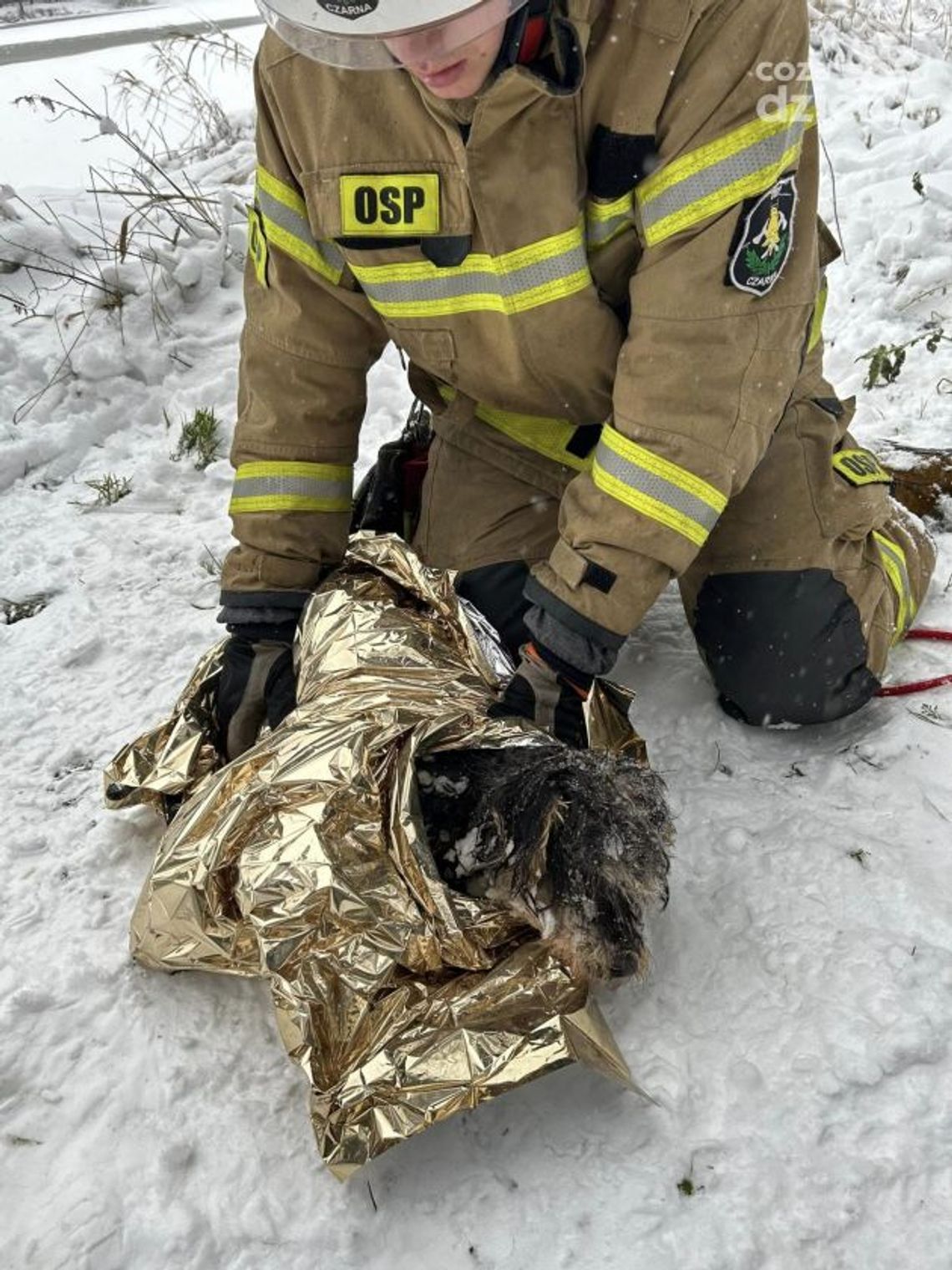 Pies uratowany z lodowatej wody w Czarnej