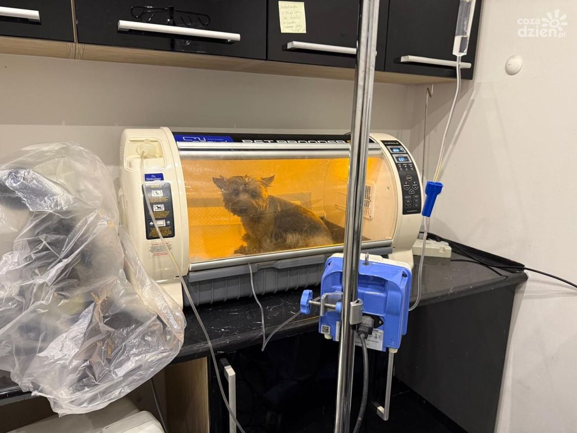 Pies w płonącym mieszkaniu w Kielcach Pies w płonącym mieszkaniu w Kielcach