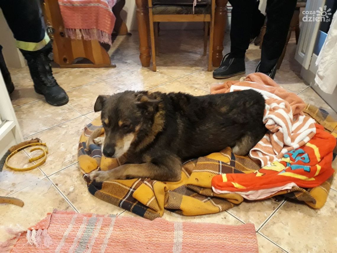 Pies w studni - pomogli strażacy Pies w studni - pomogli strażacy