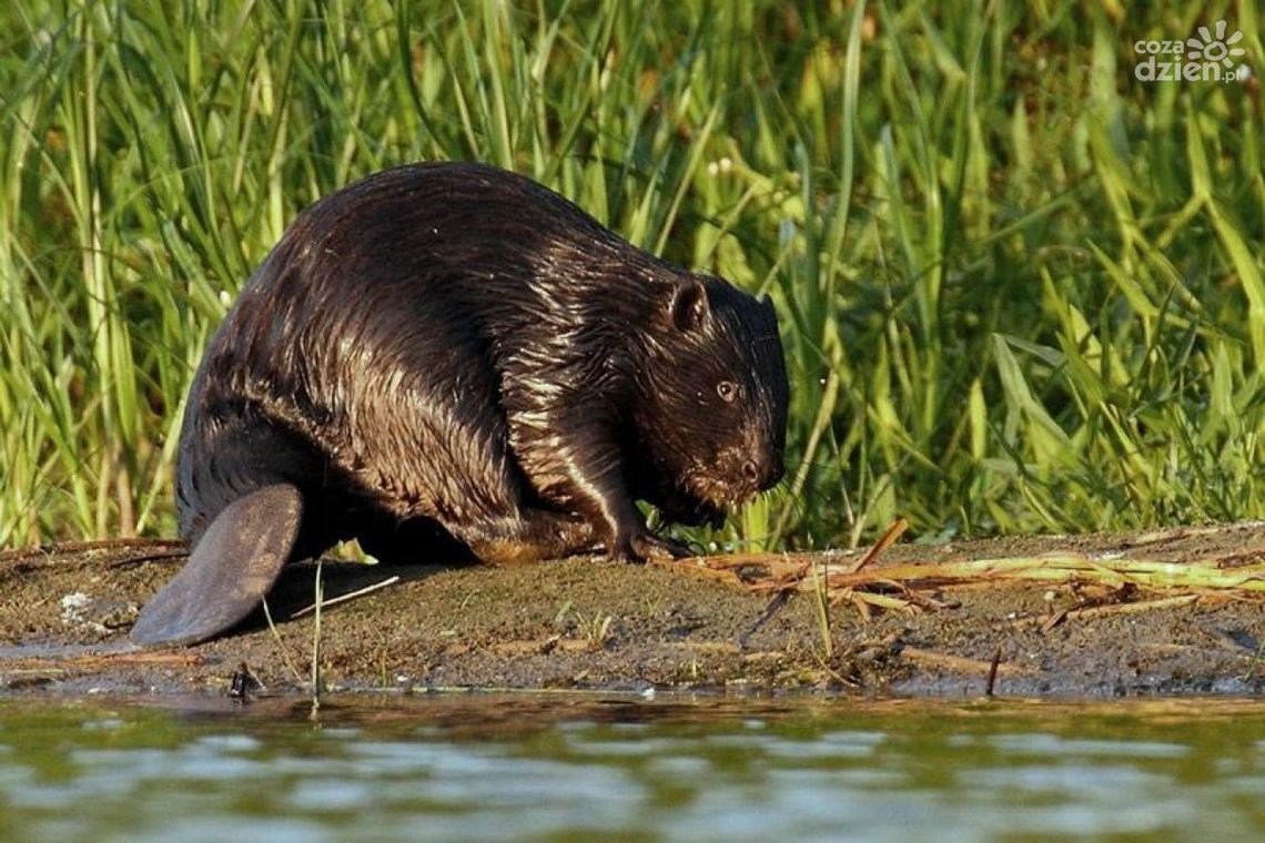 Piesi nie przejdą przez kładkę. Wszystko przez bobry