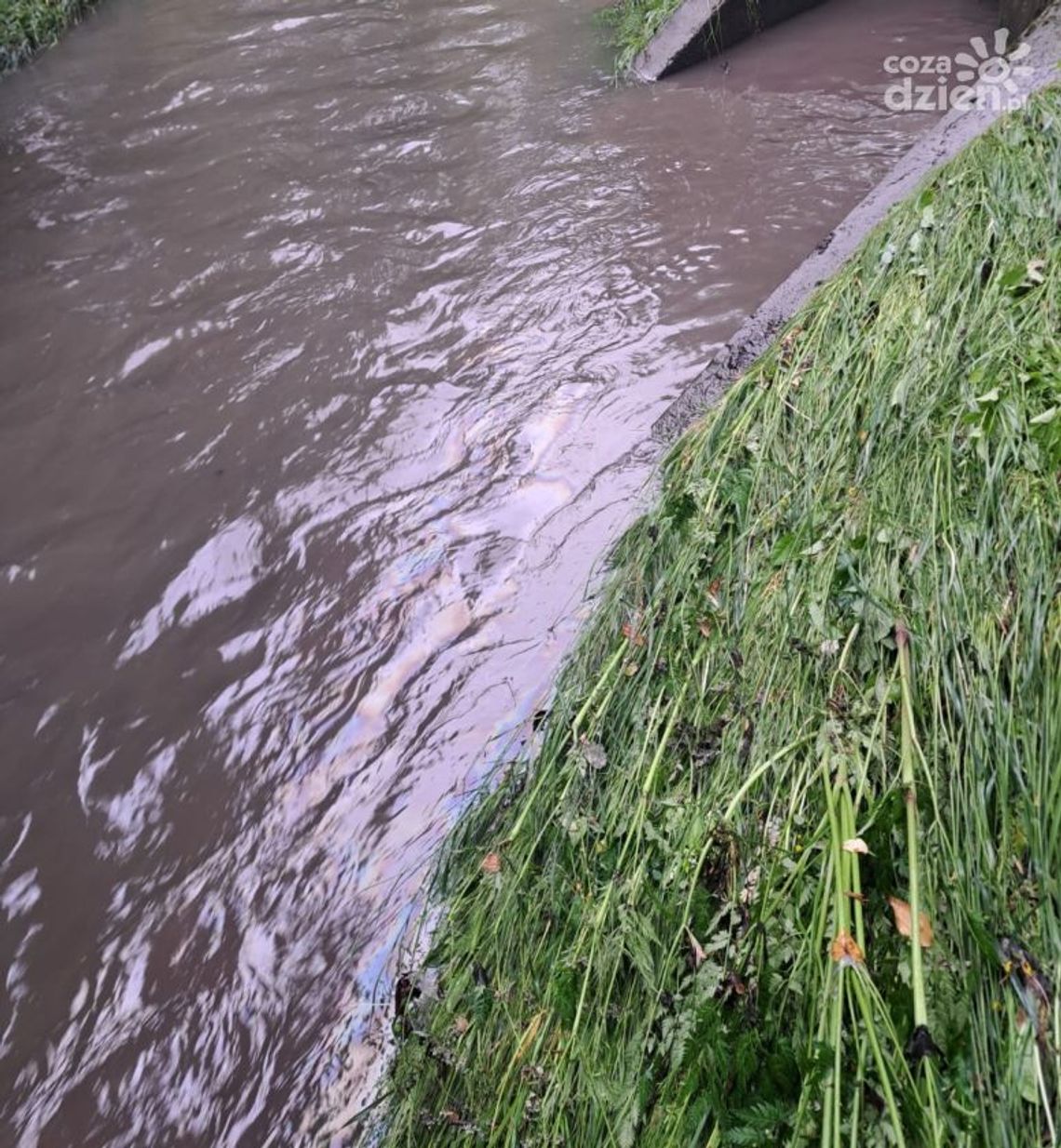 Plama olejowa na rzece Silnica w Kielcach. Interweniowały służby ratunkowe