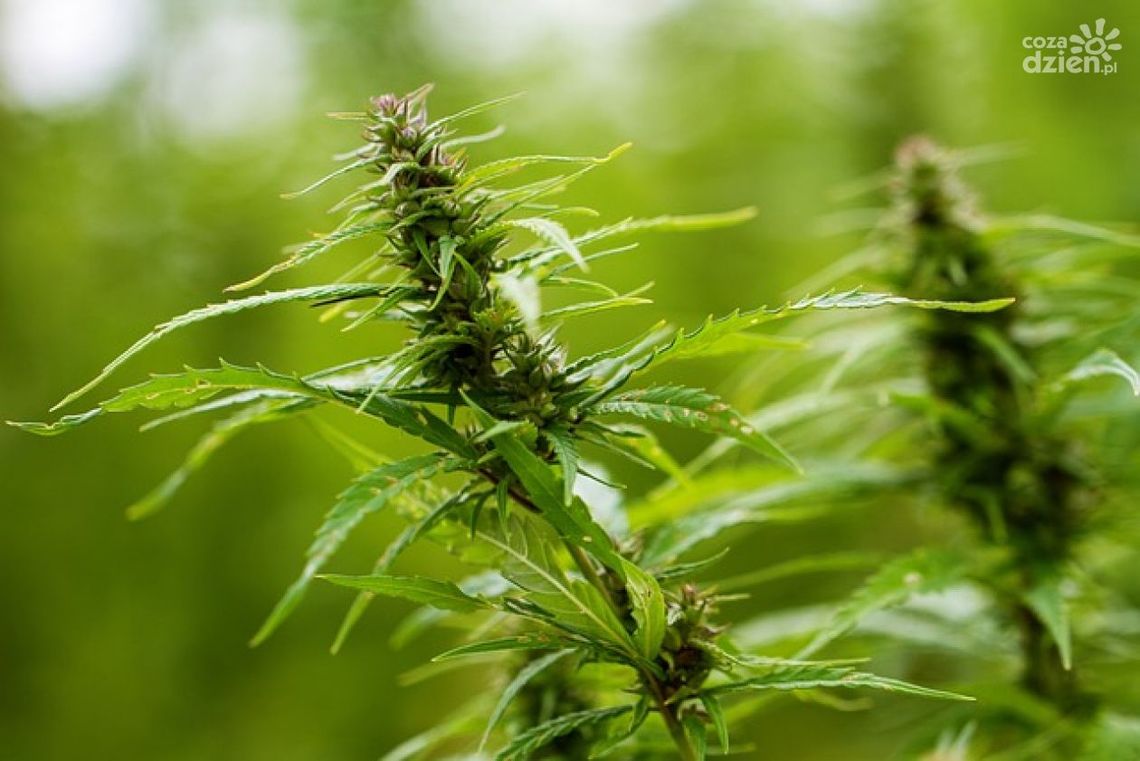 Plantator z Końskich Plantator z Końskich