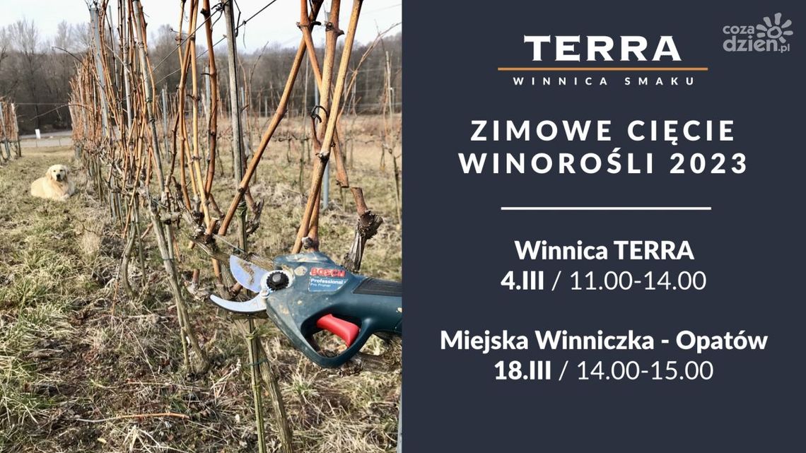Pokaz cięcia i pielęgnacji winorośli Pokaz cięcia i pielęgnacji winorośli