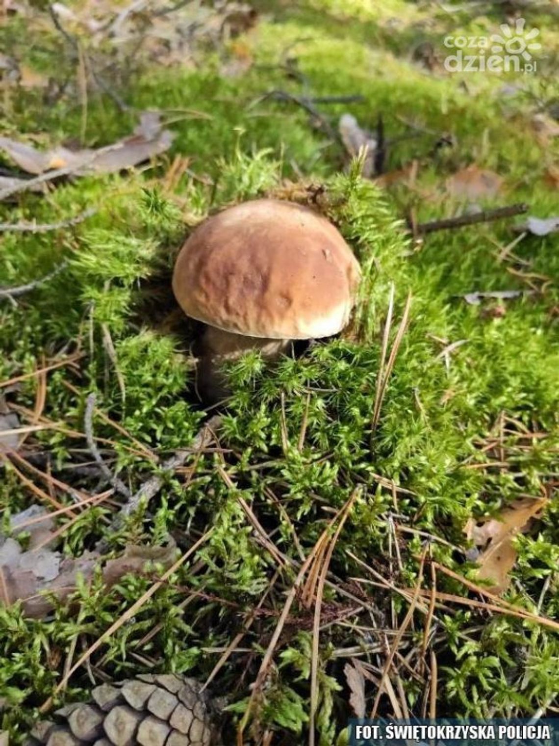 Policja apeluje o rozsądek na grzybach