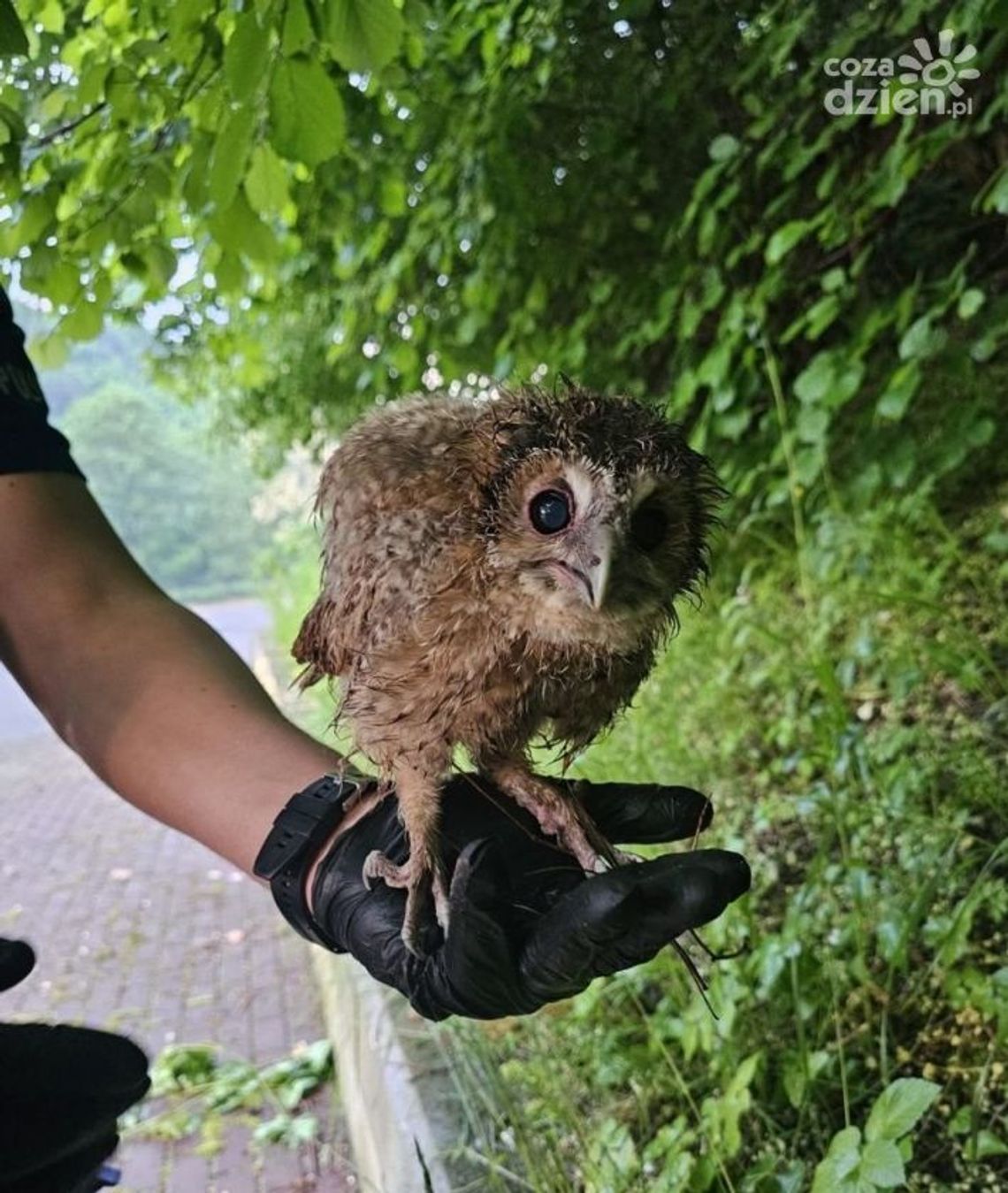 Policjanci uratowali dwie małe sowy Policjanci uratowali dwie małe sowy