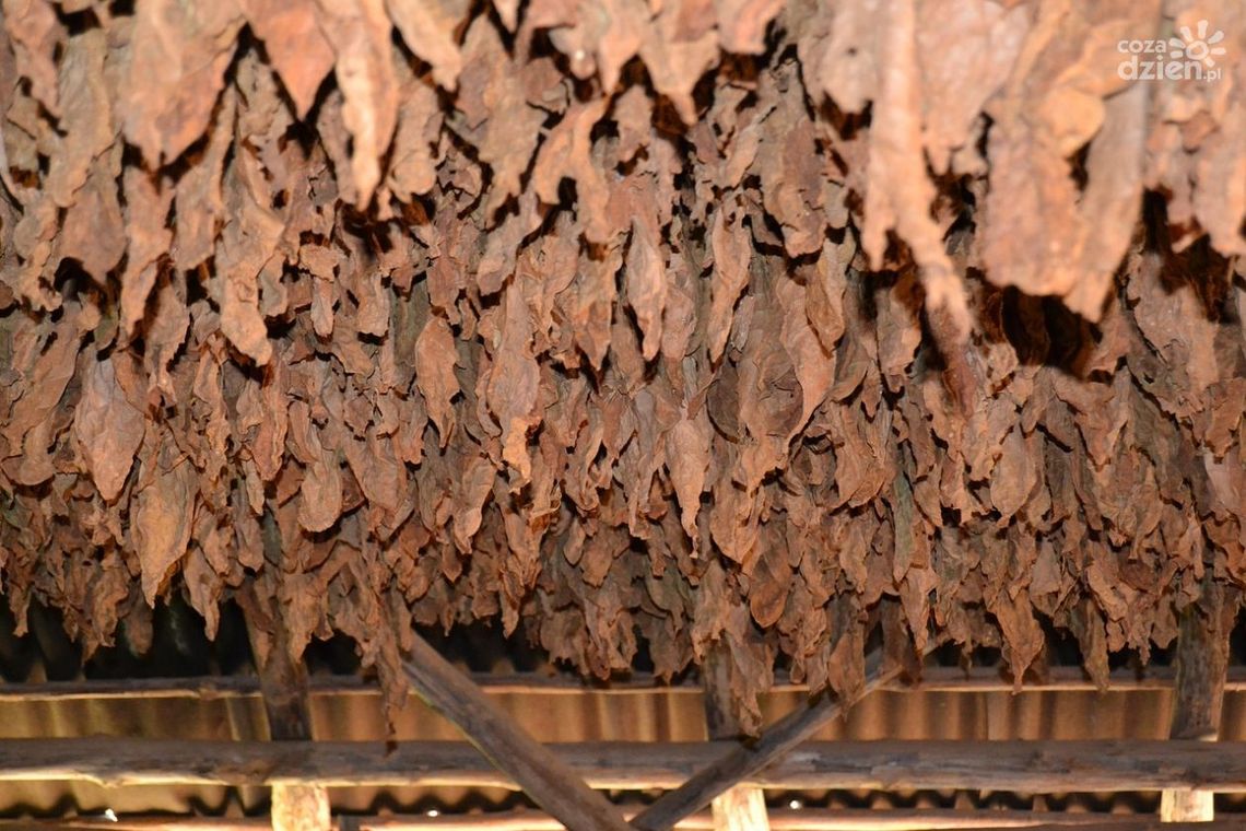 Policjanci z Kazimierzy Wielkiej powstrzymali tytoniową kontrabandę Policjanci z Kazimierzy Wielkiej powstrzymali tytoniową kontrabandę