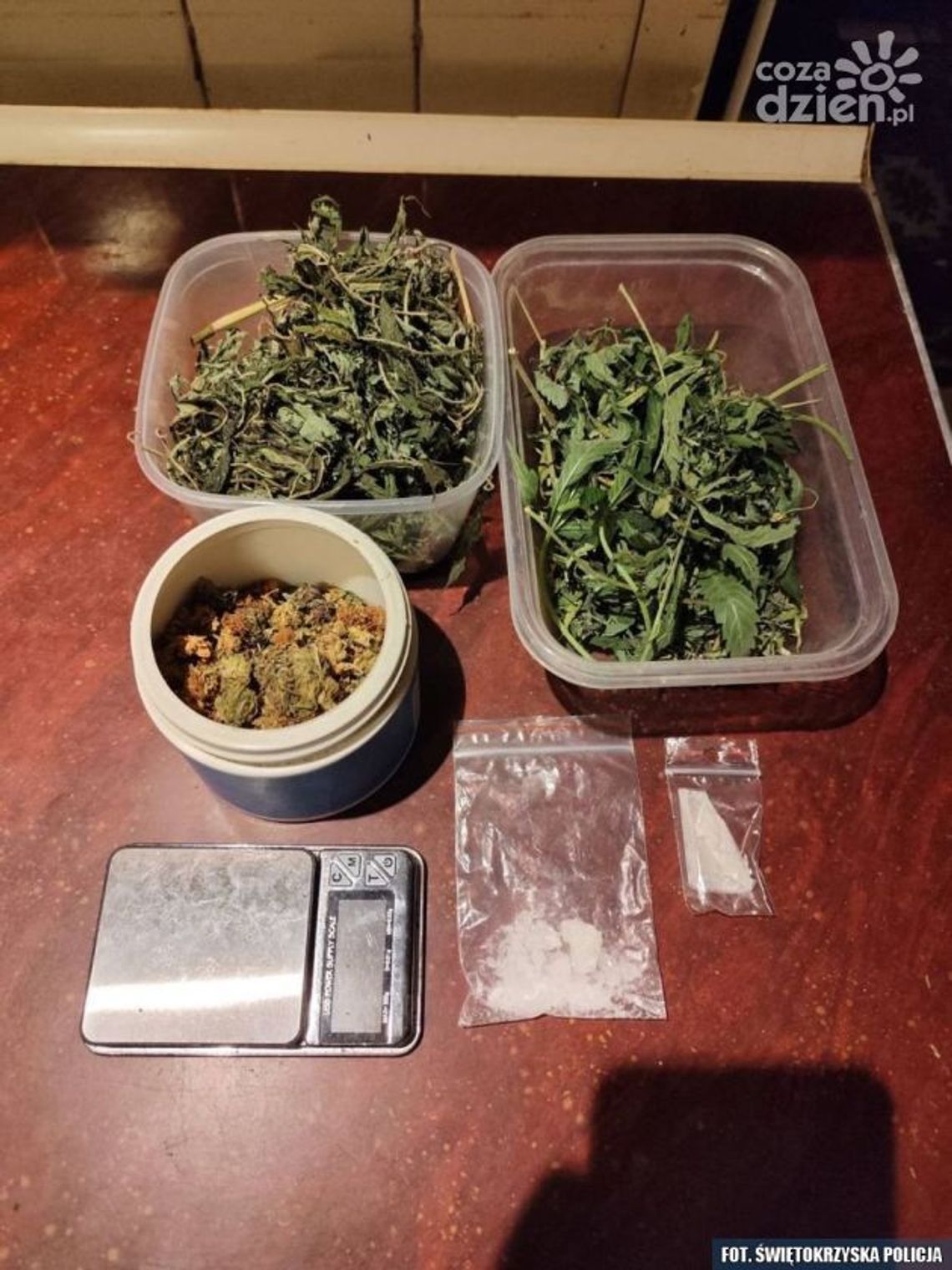 Policjanci z Kielc i Włoszczowy ujawnili uprawę  narkotyków na terenie gminy Masłów