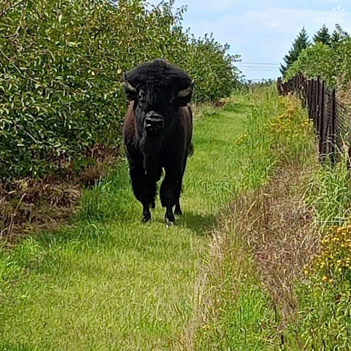 Polowanie na bizona pod Zawichostem Polowanie na bizona pod Zawichostem