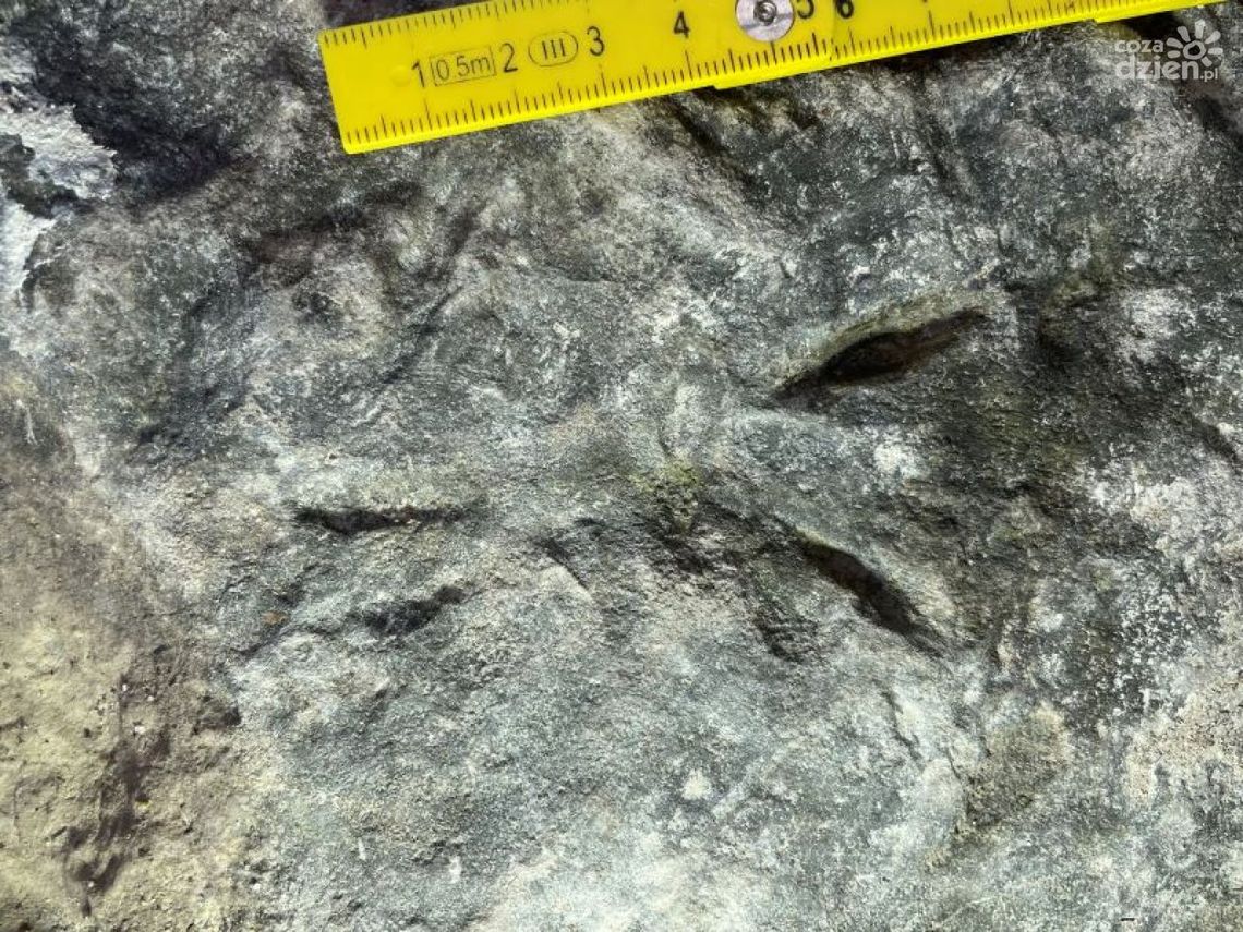 Polscy naukowcy odkryli najstarsze ślady kręgowców na lądzie w Górach Świętokrzyskich Polscy naukowcy odkryli najstarsze ślady kręgowców na lądzie w Górach Świętokrzyskich