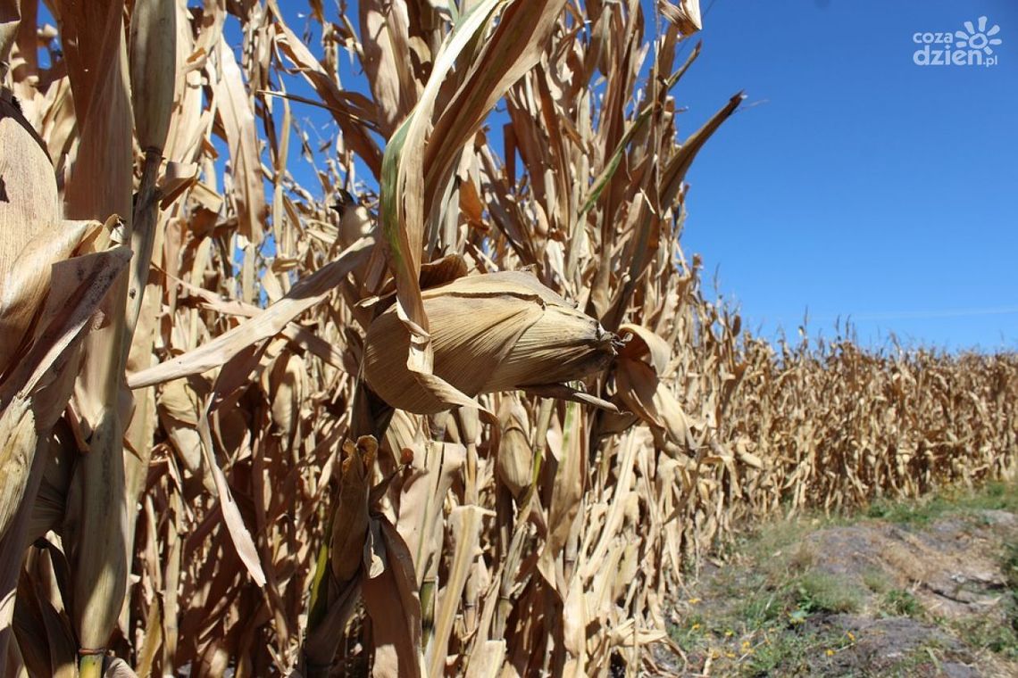 Pomoc suszowa - przedłużenie wniosków 