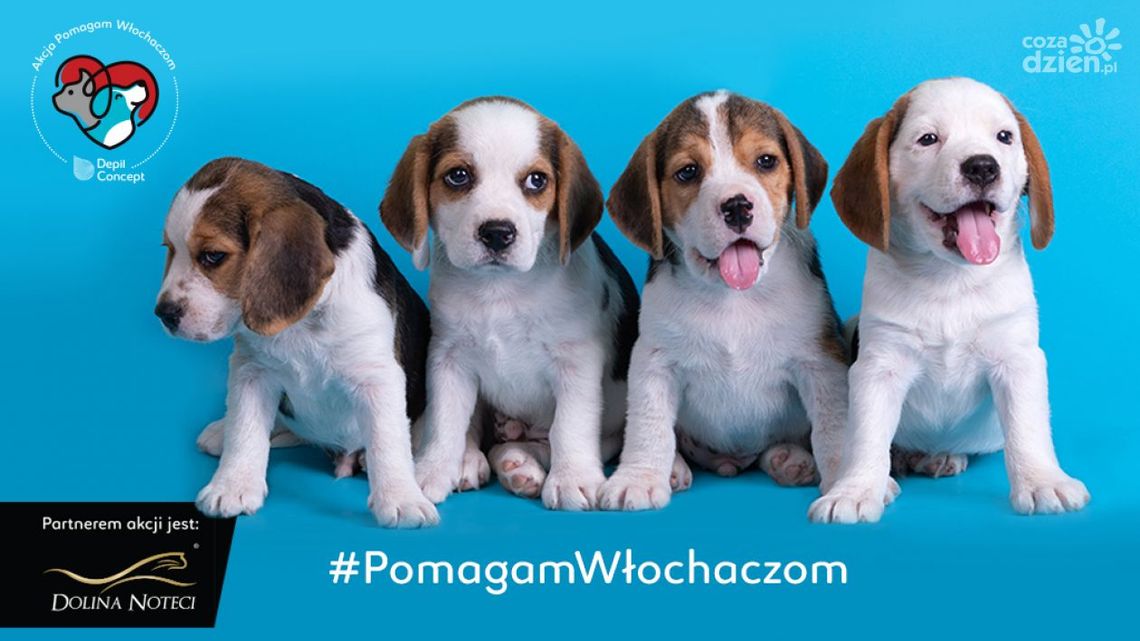 Pomóż włochaczom! Ostrowiec Św. przyłącza się do ogólnopolskiej akcji