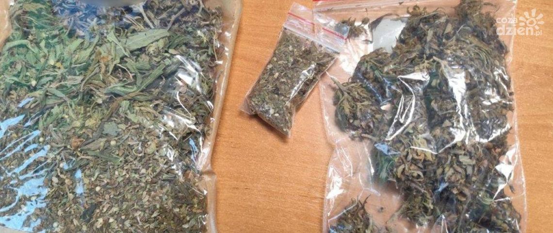 Ponad 900 kg nielegalnego suszu CBD nie trafi na rynek Ponad 900 kg nielegalnego suszu CBD nie trafi na rynek