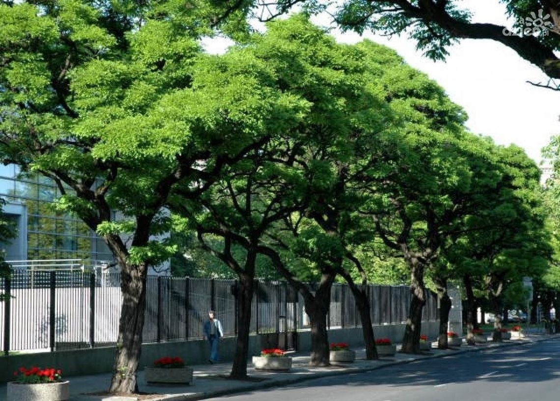 Posadzą miododajne rośliny