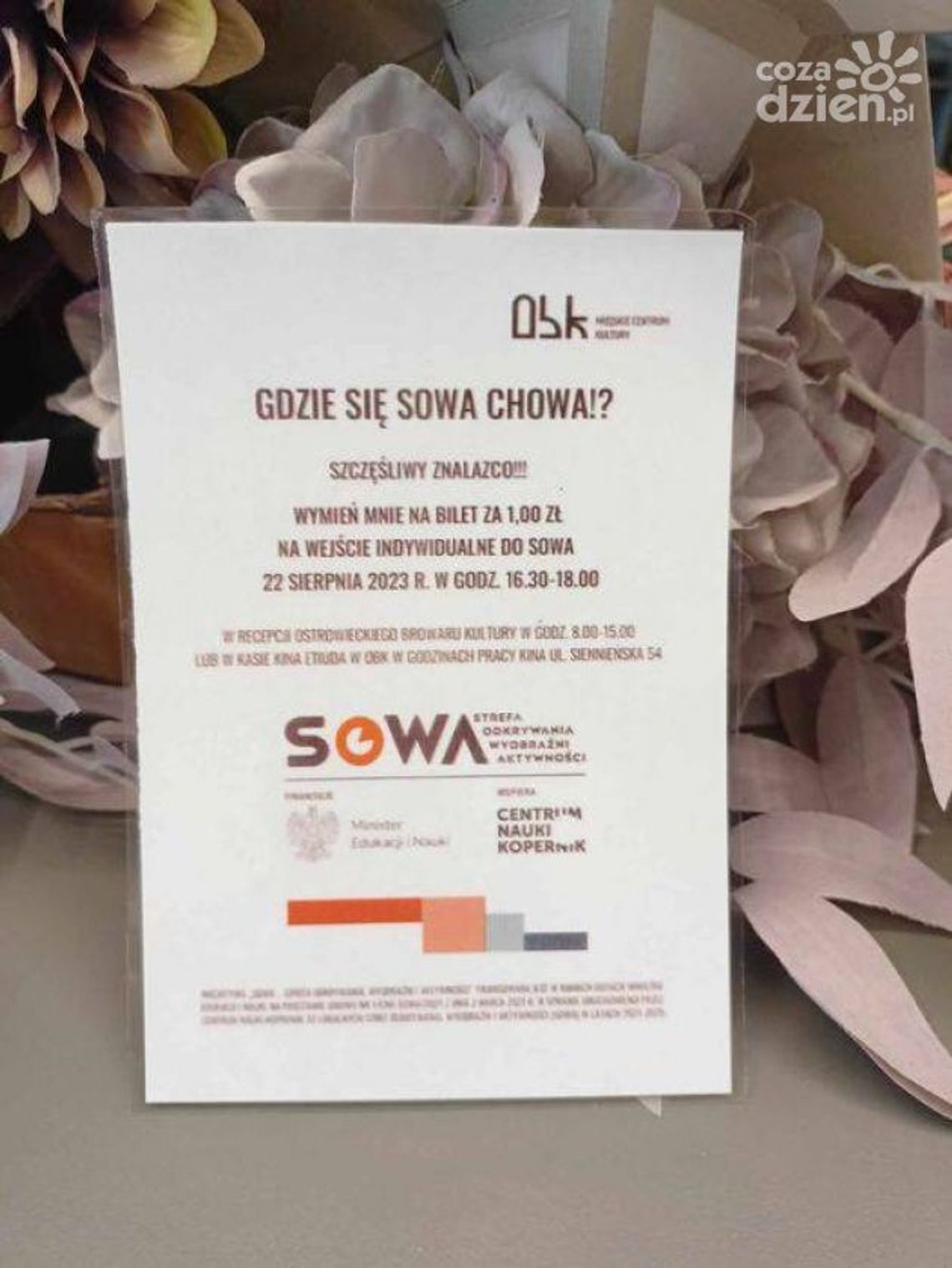 Poszukaj  SOWY w Ostrowcu  