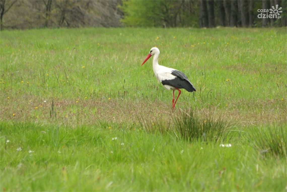 Poszukiwani wolontariusze do liczenia bocianów