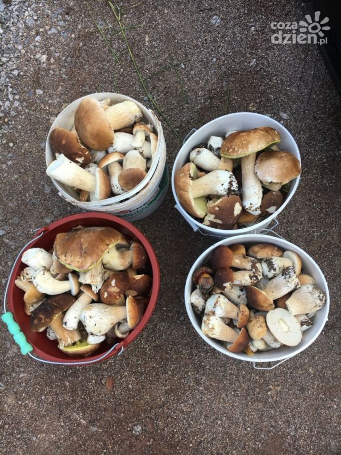 Poszukiwania grzybów oraz ludzi 