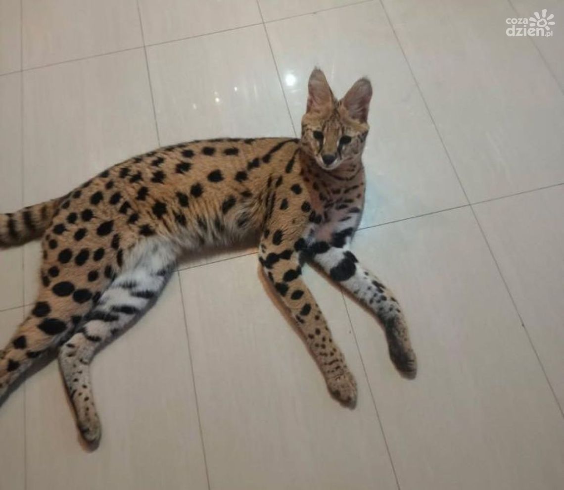 Poszukiwania serwala w powiecie buskim zakończone sukcesem Poszukiwania serwala w powiecie buskim zakończone sukcesem