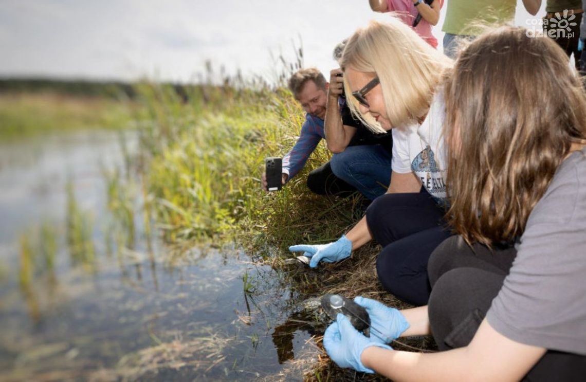 Powrót żółwia błotnego na Ponidzie! Powrót żółwia błotnego na Ponidzie!