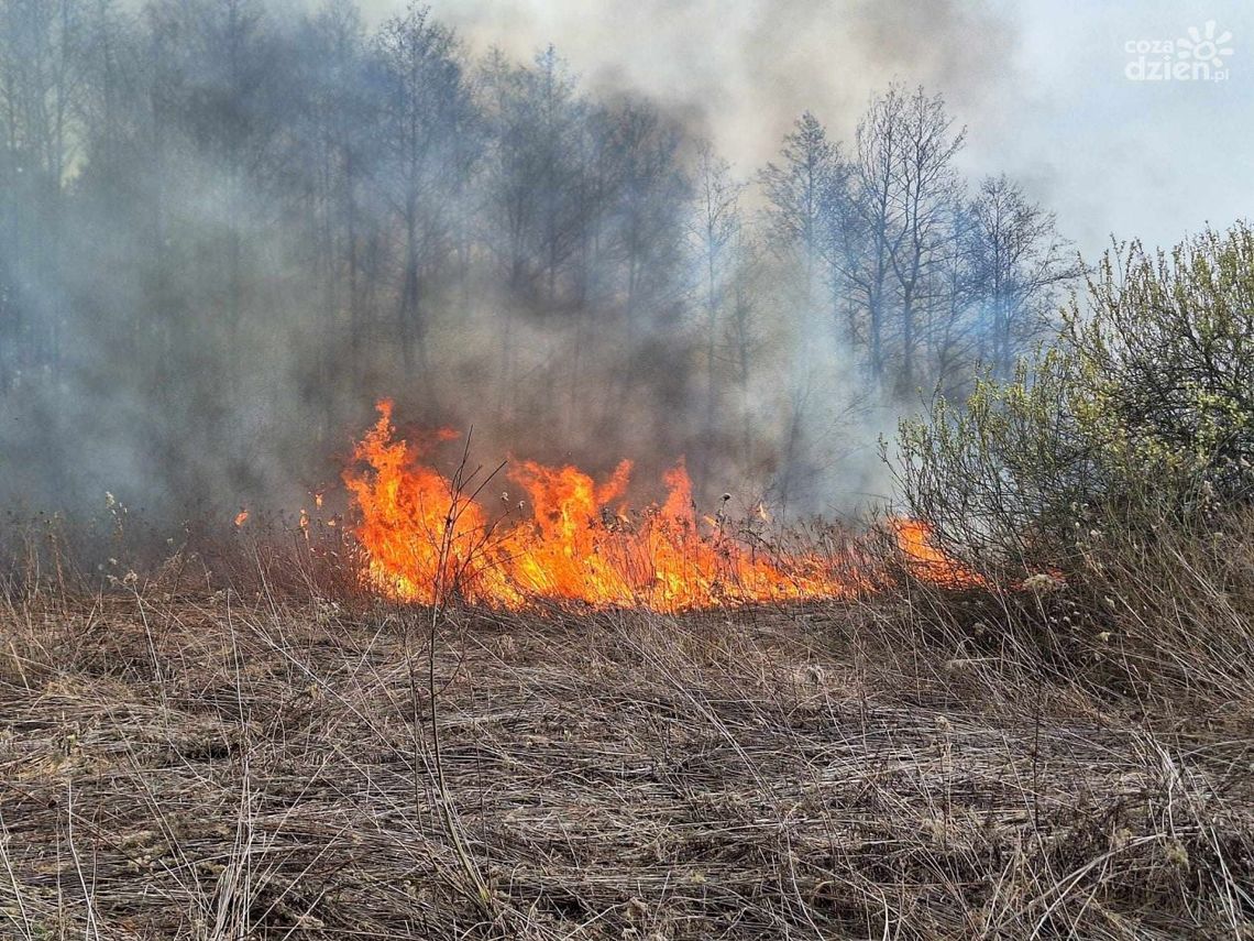 Pożar lasu w powiecie staszowskim. W akcji 20 zastępów strażackich oraz samolot gaśniczy Pożar lasu w powiecie staszowskim. W akcji 20 zastępów strażackich oraz samolot gaśniczy